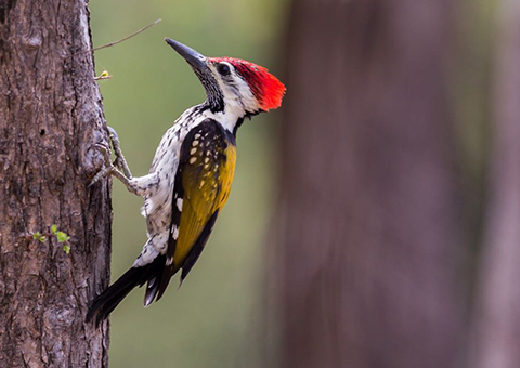 Wild Life in India