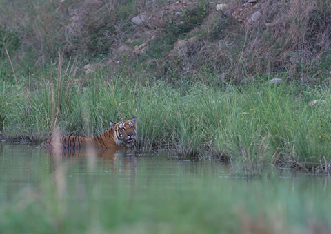 Corbett Tiger Reserve 