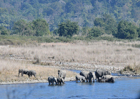 Jeep safari in Dudhwa National Park