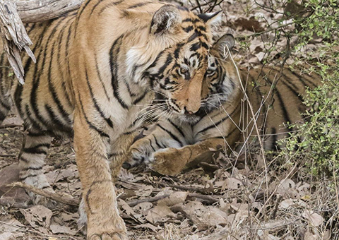 Wildlife Sanctuaries Rajasthan