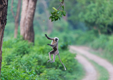 Corbett Tiger Reserve 