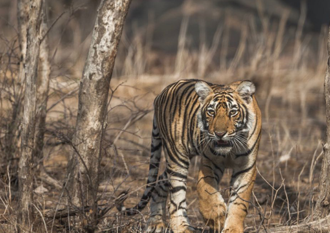 Tiger Reserves in India 