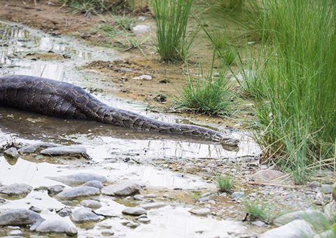 Dudhwa Bird Watching Tourism