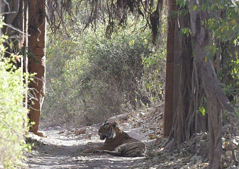 tiger sanctuaries in India